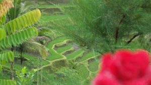 Tegalalang - The most iconic rice terrace in Bali