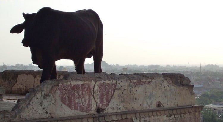 Cow on rooftop in India at Jaipur monkey temple-India-Treatment Centers Turn to Integrative Oncology and Anti-Aging